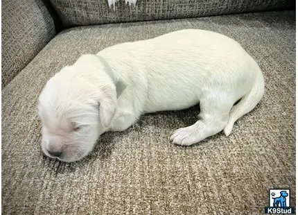 a white golden retriever dog lying on a couch