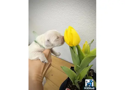a golden retriever dog lying on a wood floor next to a yellow flower