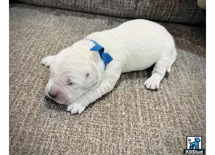 a white golden retriever dog lying on the carpet