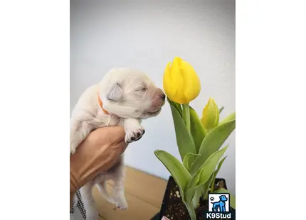 Error: Operation returned an invalid status code 429<br/>Stack Trace:    at Microsoft.Azure.CognitiveServices.Vision.ComputerVision.ComputerVisionClient.<DescribeImageInStreamWithHttpMessagesAsync>d__41.MoveNext()
--- End of stack trace from previous location where exception was thrown ---
   at System.Runtime.ExceptionServices.ExceptionDispatchInfo.Throw()
   at System.Runtime.CompilerServices.TaskAwaiter.HandleNonSuccessAndDebugger