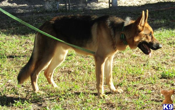 German Shepherd dog