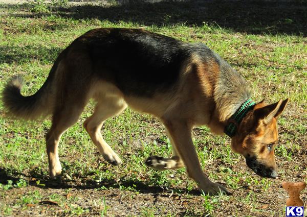 German Shepherd dog