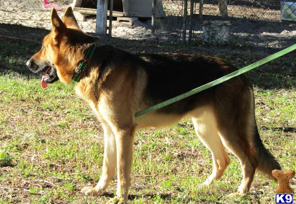 German Shepherd dog