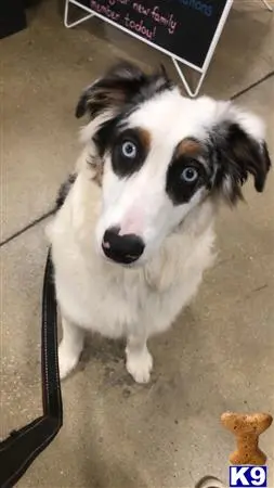 Australian Shepherd stud dog