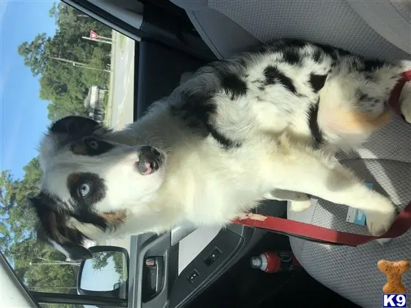 Australian Shepherd stud dog