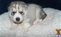 alaskan malamute puppy posted by puppyseller44