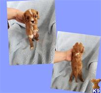 Cavalier King Charles Spaniel