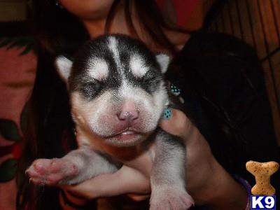 wolf dog puppy posted by purcat209