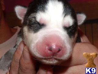 wolf dog puppy posted by purcat209