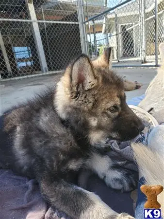 Wolf Dog puppy for sale