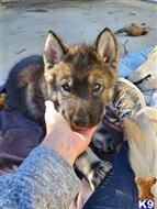 wolf dog puppy posted by purcat209
