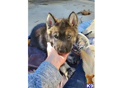 a person holding a wolf dog dog