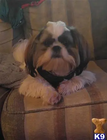 Shih Tzu