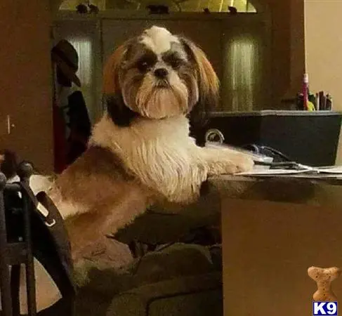 Shih Tzu stud dog