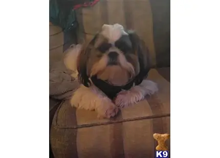 Shih Tzu