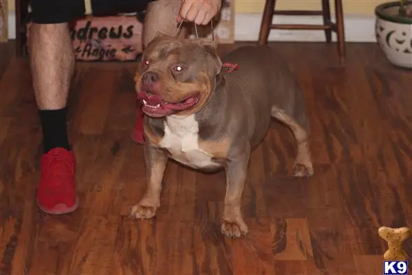 American Bully stud dog