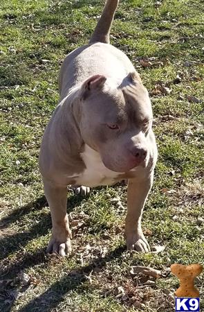 a american bully dog standing on grass