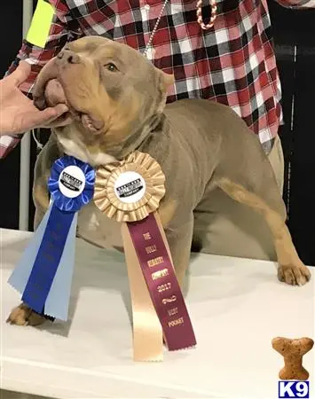 American Bully stud dog