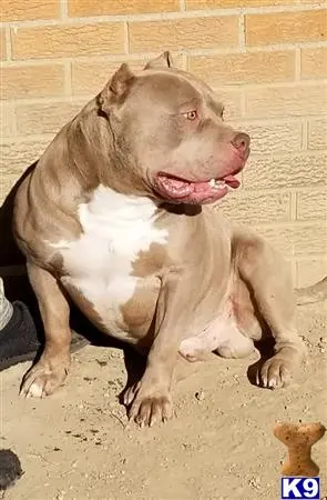 American Bully stud dog