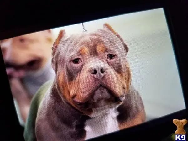 American Bully stud dog