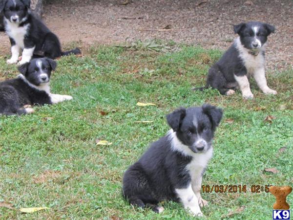 border collie puppy posted by pweckbacher14