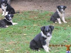 border collie puppies for sale ohio border collie puppies for sale in ohio border collie puppies for sale ohio border collie puppies for sale in ohio