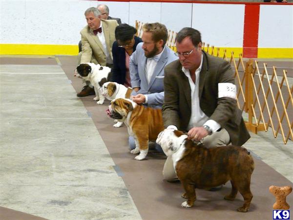 Bulldog stud dog