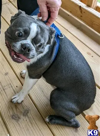 Boston Terrier stud dog: a boston terrier dog wearing a vest