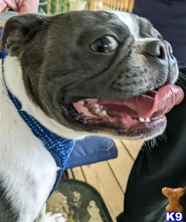 Boston Terrier stud dog: a boston terrier dog with its mouth open