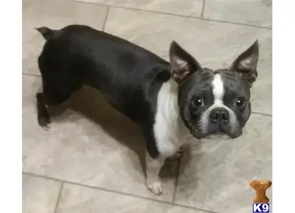 a couple of boston terrier dogs