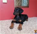 Doberman Pinscher