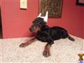 Doberman Pinscher