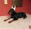 Doberman Pinscher