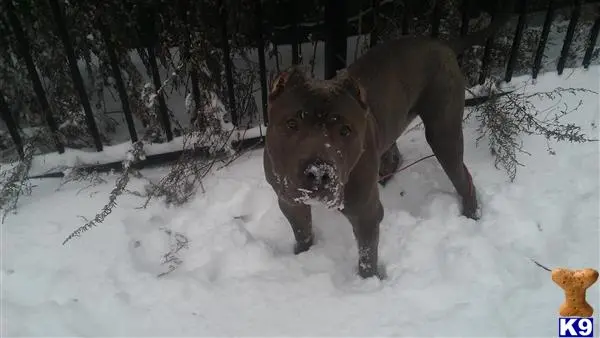 American Bully stud dog