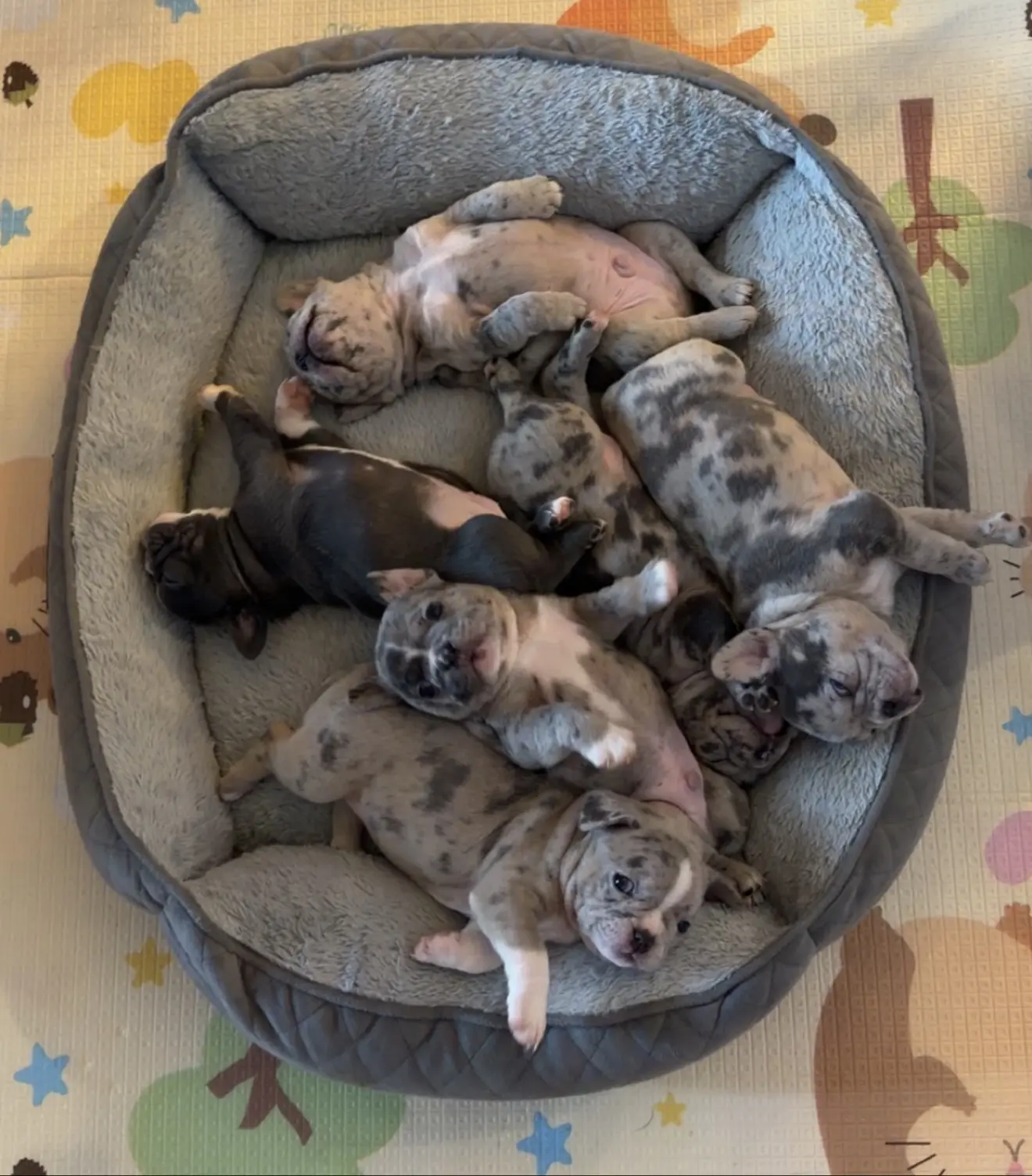 French Bulldog stud dog: Eight playful French Bulldog puppies in a cozy bed