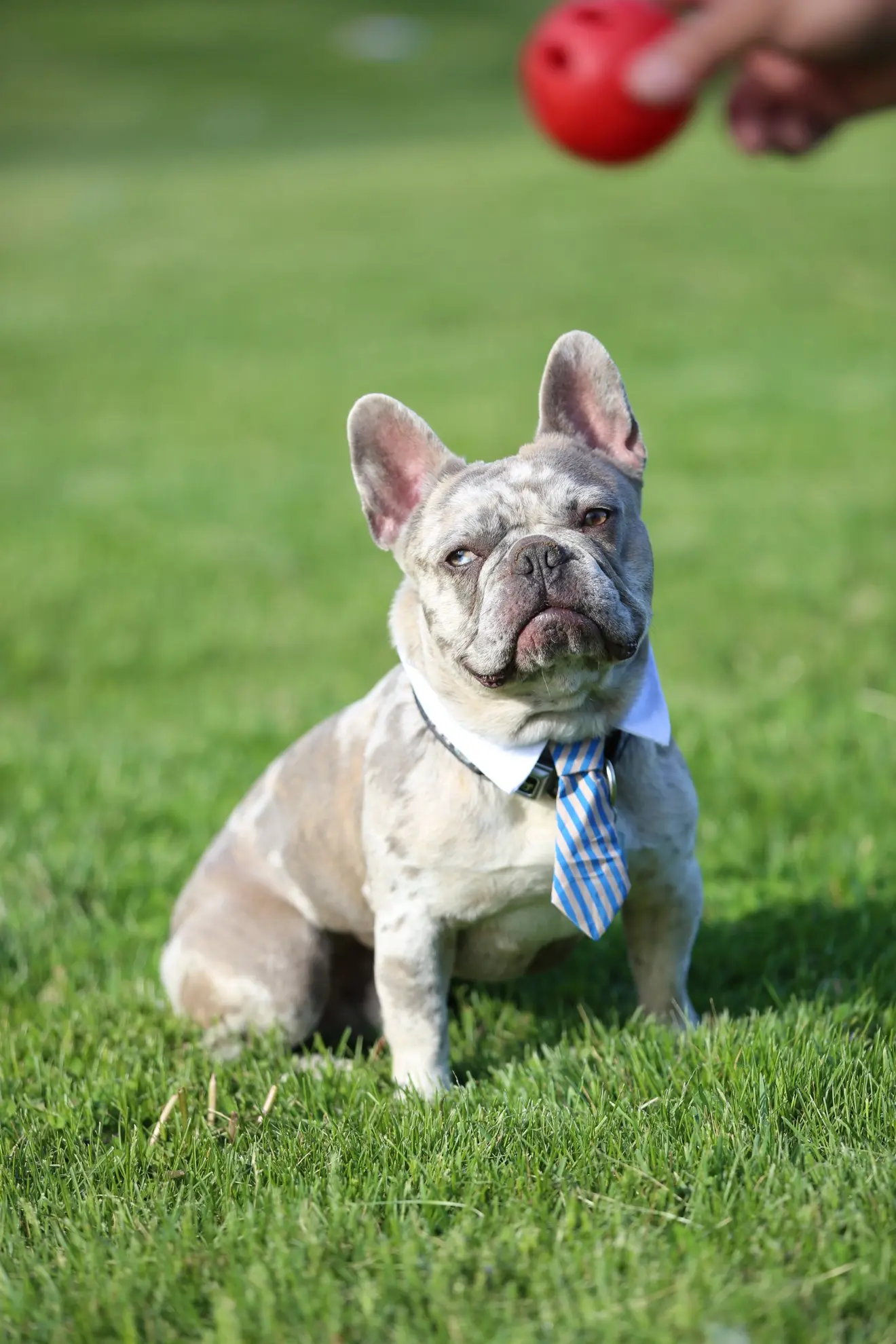French Bulldog stud dog: Brindle French Bulldog wearing a blue striped tie, sitting on grass