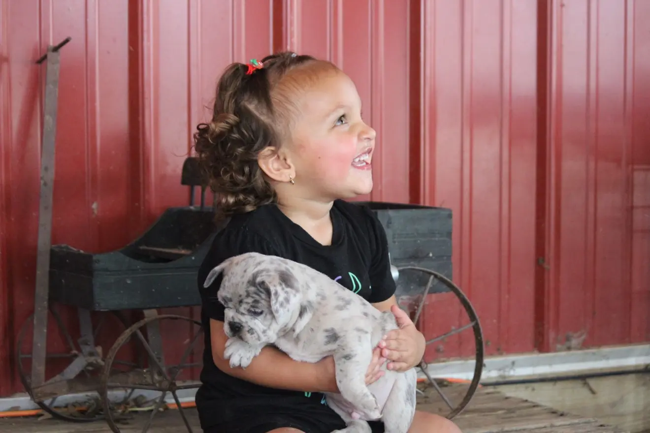 French Bulldog stud dog: Smiling child holding a spotted puppy in a rustic setting
