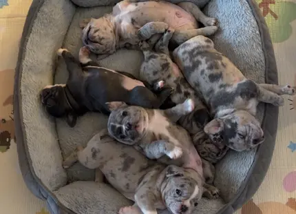 French Bulldog stud dog: Eight playful French Bulldog puppies in a cozy bed