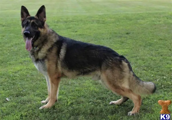 German Shepherd stud dog