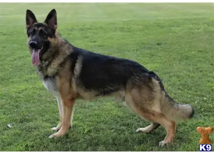 German Shepherd