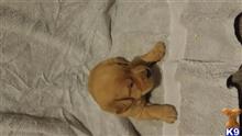 labradoodle puppy posted by quayrida1