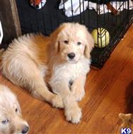 labradoodle puppy posted by quayrida1