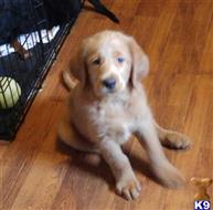 labradoodle puppy posted by quayrida1