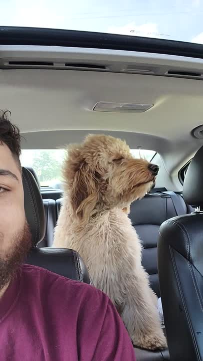 Goldendoodles stud dog: Error: Operation returned an invalid status code BadRequest<br/>Stack Trace:    at Microsoft.Azure.CognitiveServices.Vision.ComputerVision.ComputerVisionClient.<DescribeImageInStreamWithHttpMessagesAsync>d__41.MoveNext()
--- End of stack t
