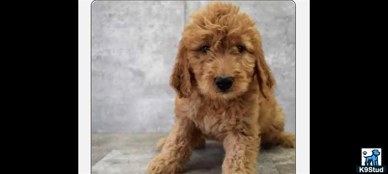 Goldendoodles stud dog