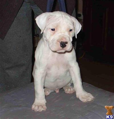 Dogo Argentino puppy for sale