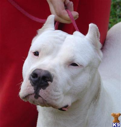 Dogo Argentino puppy for sale