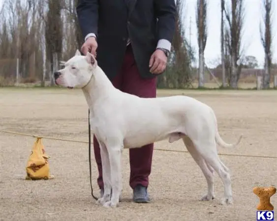 Dogo Argentino puppy for sale