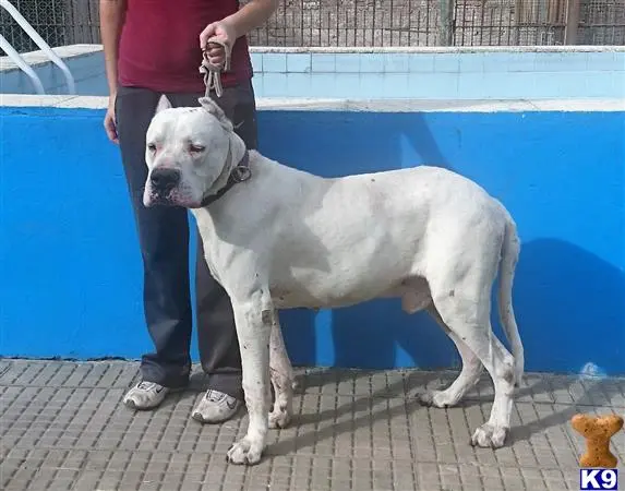 Dogo Argentino puppy for sale