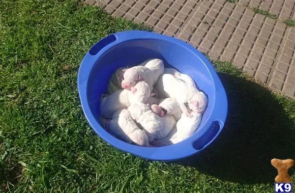 Dogo Argentino puppy for sale